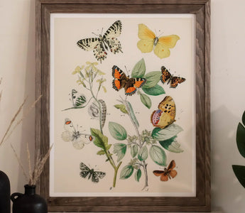 Botanical illustration of colorful butterflies and flowers highlighting william forsell kirby and victorian entomology insect classification