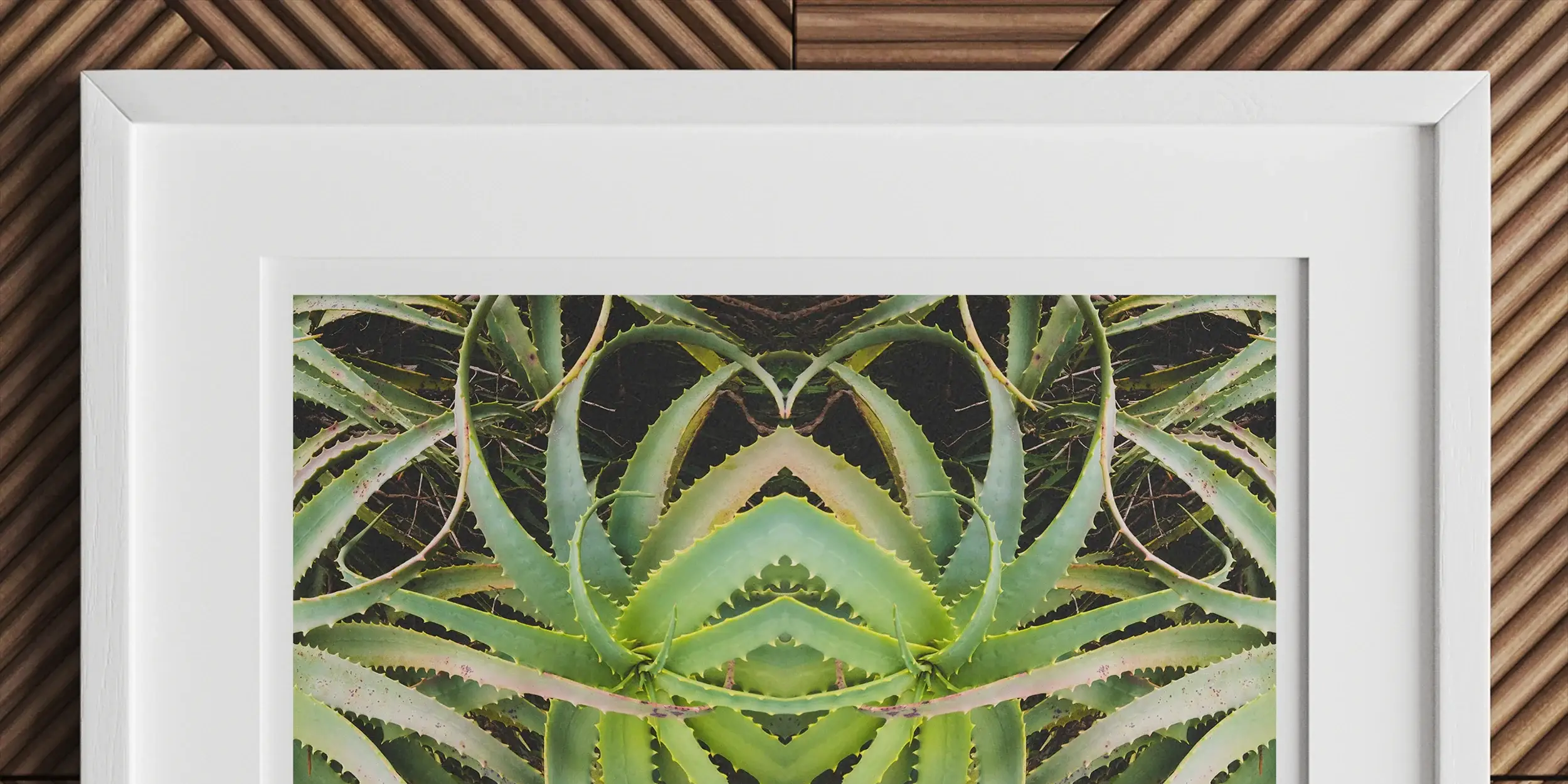 Framed symmetrical pattern created from mirrored images of succulent plants.