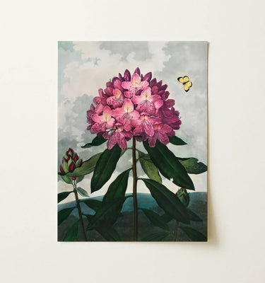 Extra Large Wall Art - framed botanical print of a pink rhododendron flower with green leaves.