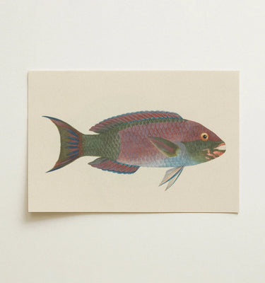 Fish Wall Art showcasing a beautifully detailed illustration of a colorful fish in a white frame.