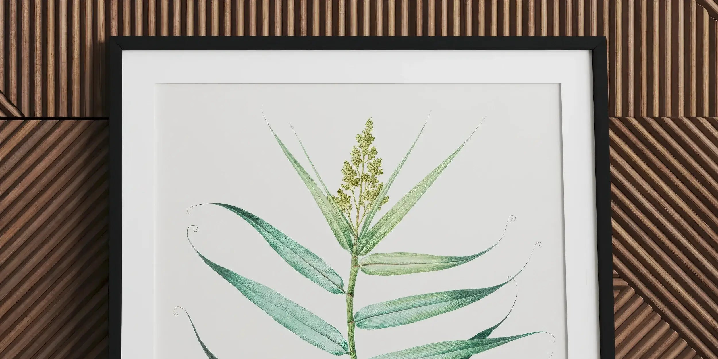 Framed botanical illustration of a green plant with long leaves and a flowering stem.