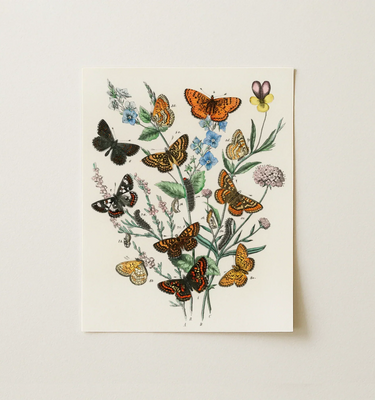 Illustration of various butterflies framed, inspired by the work of William Forsell Kirby.