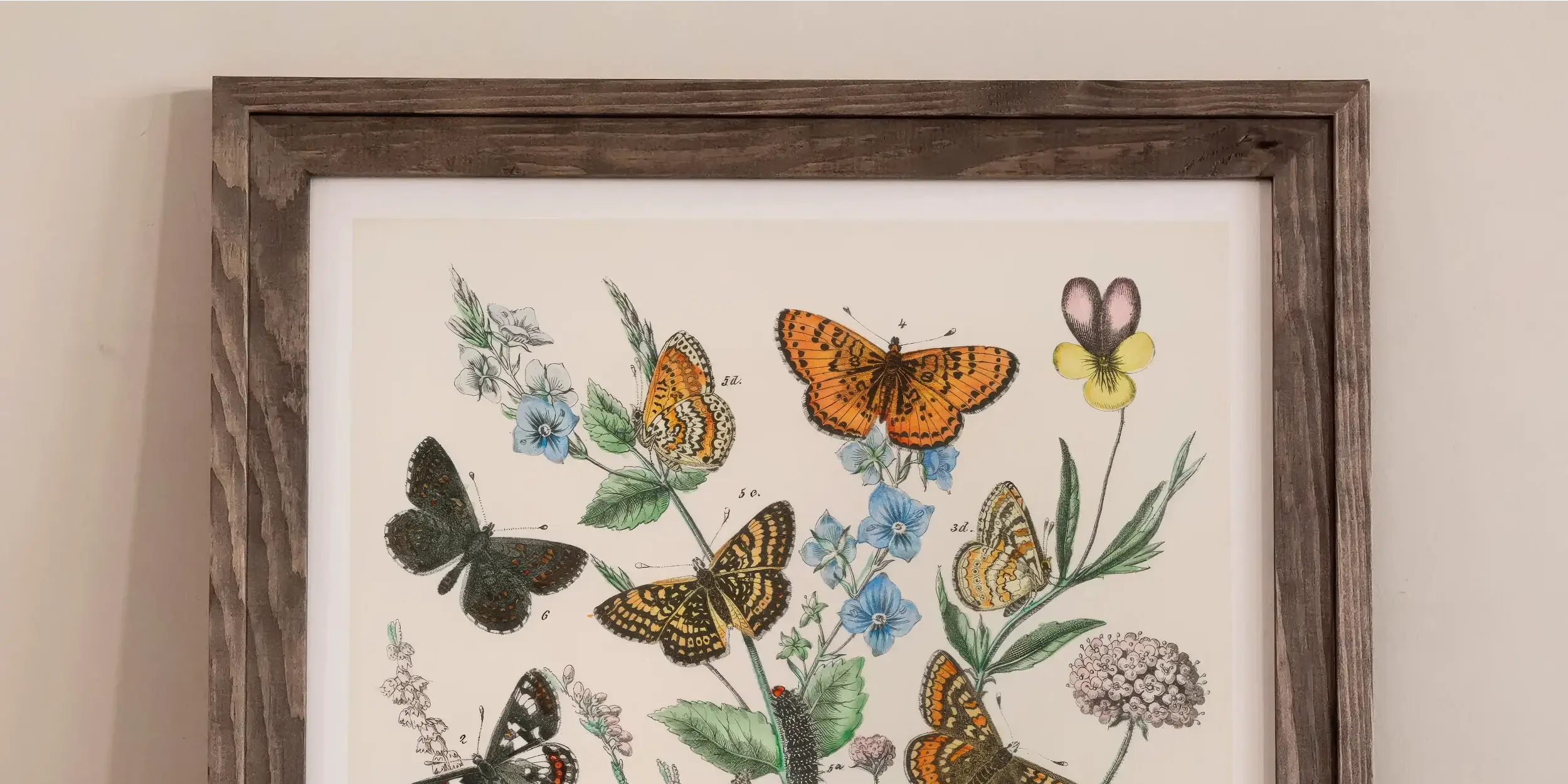 Colorful illustration of various butterfly species among flowering plants.