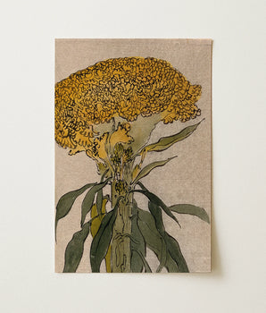 Kunstdruck eines blühenden Stängels einer Pflanze aus der Familie der Polygonaceae