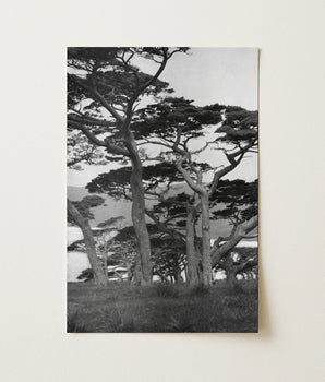 Japanische Kiefern - Arnold Genthe Reisen Ansichten von Japan und Korea Kunstdruck