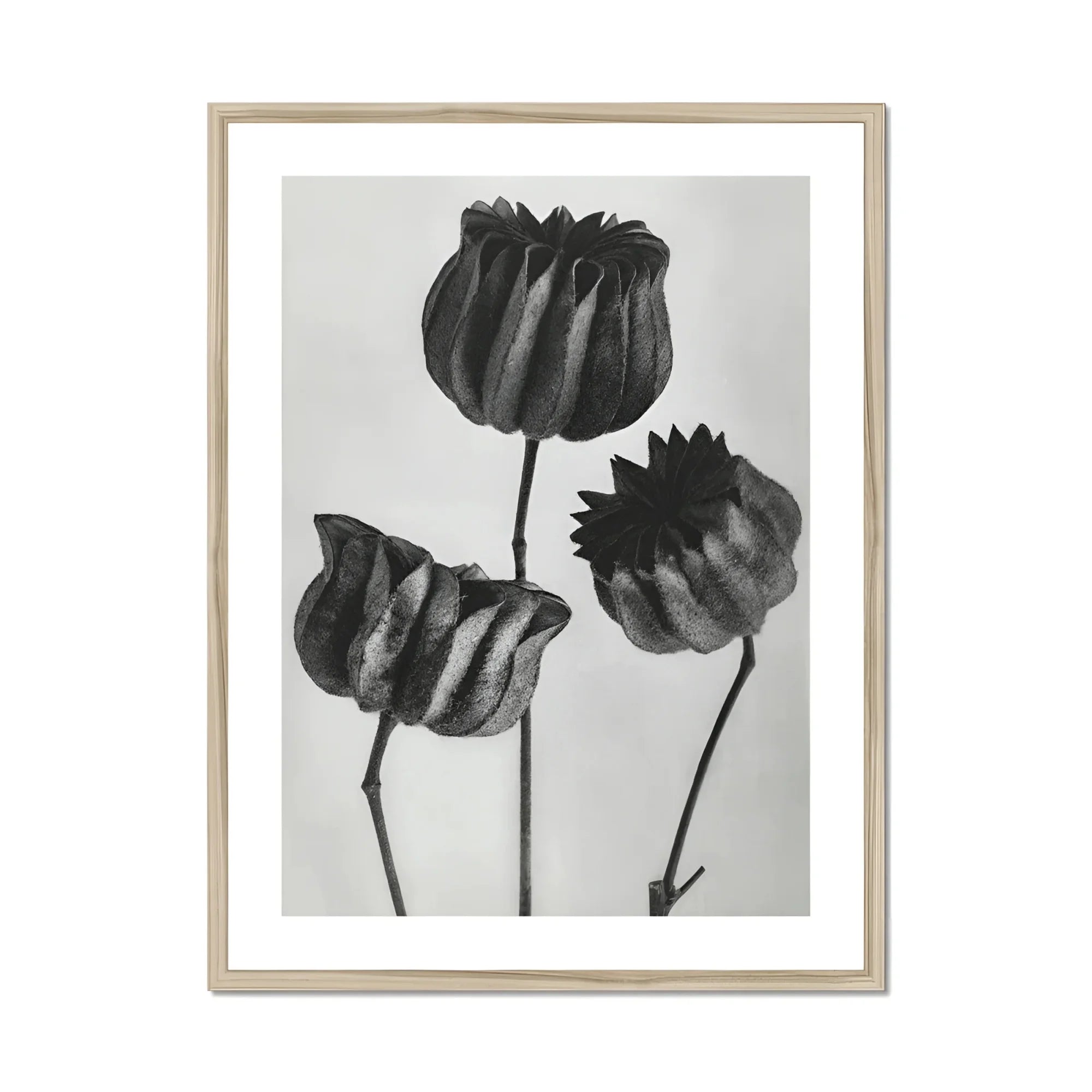 Abutilon (lime Mallow) Pod - Karl Blossfeldt Art Print, Black White Botanical Print Three Tulip Flowers Stems