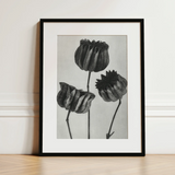 Abutilon (lime Mallow) Pod - Karl Blossfeldt Art Print / Canvas, 12x16’’ / 31x41cm / Black Frame / Matboard, Posters Prints & Visual