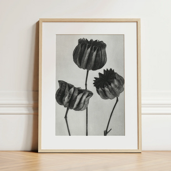 Abutilon (lime Mallow) Pod - Karl Blossfeldt Art Print / Canvas, 12x16’’ / 31x41cm / Natural Frame / Matboard, Posters Prints & Visual