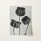 Abutilon (lime Mallow) Pod - Karl Blossfeldt Art Print / Canvas, 12x16’’ / 31x41cm / Unframed / no Border, Posters Prints & Visual Artwork,