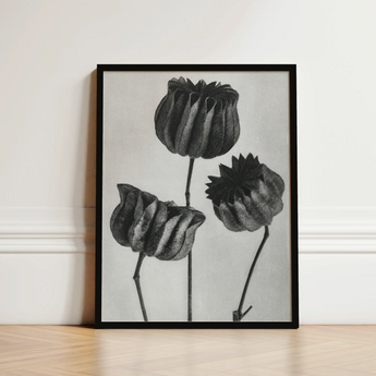 Abutilon (lime Mallow) Pod - Karl Blossfeldt Art Print / Canvas Black-framed Black-and-white Botanical Three Detailed Textured, Pods,