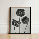 Abutilon (lime Mallow) Pod - Karl Blossfeldt Art Print / Canvas Black-framed Artwork Detailed Charcoal Sketch Three Stylized Textured,