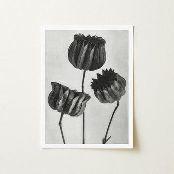 Abutilon (lime Mallow) Pod - Karl Blossfeldt Art Print / Canvas Black-and-white Photographic Three Dried Textured Seed Pods, Monochromatic