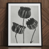 Abutilon (lime Mallow) Pod - Karl Blossfeldt Art Print / Canvas Black-framed Artwork Monochrome Pencil Sketch Three Detailed Textured Karl