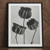 Abutilon (lime Mallow) Pod - Karl Blossfeldt Art Print / Canvas Black-framed Artwork Monochrome Pencil Sketch Three Detailed Textured,