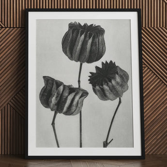 Abutilon (lime Mallow) Pod - Karl Blossfeldt Art Print / Canvas Black-framed Artwork Monochrome Pencil Sketch Three Detailed Textured,