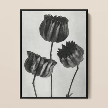 Abutilon (lime Mallow) Pod - Karl Blossfeldt Art Print / Canvas Black-framed Charcoal Three Dried Textured Flower Pods Intricate,