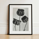 Abutilon (lime Mallow) Pod - Karl Blossfeldt Art Print / Canvas Black-framed Monochrome Illustration Three Dried Textured, Pods,
