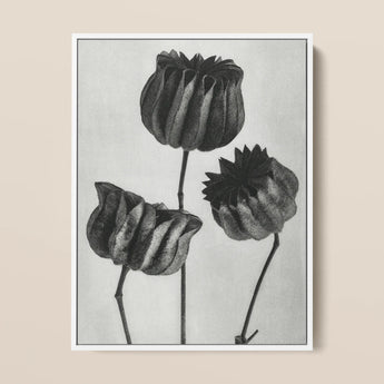 Abutilon (lime Mallow) Pod - Karl Blossfeldt Art Print / Canvas Black White Botanical Illustration Print Three Detailed Textured Karl