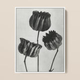 Abutilon (lime Mallow) Pod - Karl Blossfeldt Art Print / Canvas Black White Botanical Illustration Three Detailed Textured, Pods,