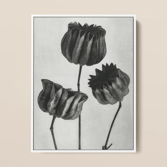 Abutilon (lime Mallow) Pod - Karl Blossfeldt Art Print / Canvas Black White Botanical Illustration Three Detailed Textured, Pods,