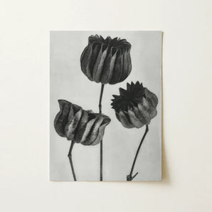 Abutilon (lime Mallow) Pod - Karl Blossfeldt Art Print / Canvas Black-and-white Botanical Three Stylized Textured Seed Pods, Monochromatic