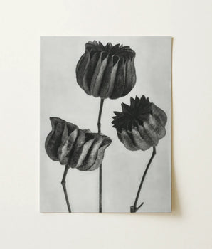 Black-and-white Botanical Print Three Stylized Textured Seed Pods Karl Blossfeldt, Abutilon, Monochromatic Masterpiece