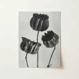 Abutilon (lime Mallow) Pod - Karl Blossfeldt Art Print / Canvas Black-and-white Botanical Print Three Stylized Textured Seed Pods Karl