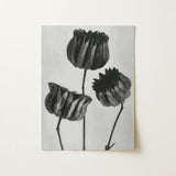 Abutilon (lime Mallow) Pod - Karl Blossfeldt Art Print / Canvas Black-and-white Botanical Three Stylized Textured Seed Pods, Monochromatic