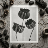 Abutilon (lime Mallow) Pod - Karl Blossfeldt Art Print / Canvas Black-and-white Photographic Print Three Stylized Textured Seed Pods Karl