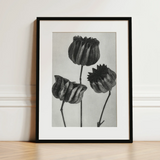 Abutilon (lime Mallow) Pod - Karl Blossfeldt Art Print / Canvas 12x16’’ / 31x41cm / Black Frame / Matboard Black-framed Art Print