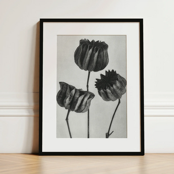 Abutilon (lime Mallow) Pod - Karl Blossfeldt Art Print / Canvas 12x16’’ / 31x41cm / Black Frame / Matboard Black-framed Art Print