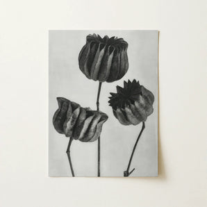 Abutilon (lime Mallow) Pod - Karl Blossfeldt Art Print / Canvas, Karl Blossfeldt, Abutilon Pods, Monochromatic Masterpiece