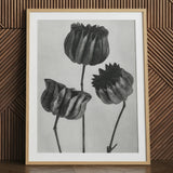 Abutilon (lime Mallow) Pod - Karl Blossfeldt Art Print / Canvas 24x32’’ / 61x81cm / Natural Frame / Matboard Framed Black White Botanical