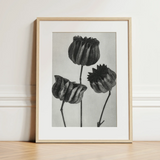 Abutilon (lime Mallow) Pod - Karl Blossfeldt Art Print / Canvas 12x16’’ / 31x41cm / Natural Frame / Matboard Minimalist Black-and-white