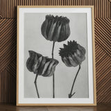 Abutilon (lime Mallow) Pod - Karl Blossfeldt Art Print / Canvas Framed Black White Botanical Sketch Three Detailed Textured, Pods,