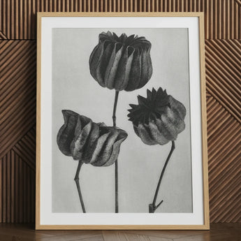 Abutilon (lime Mallow) Pod - Karl Blossfeldt Art Print / Canvas Framed Black White Botanical Sketch Three Detailed Textured, Pods,