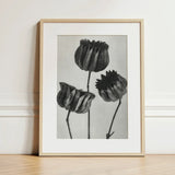 Abutilon (lime Mallow) Pod - Karl Blossfeldt Art Print / Canvas Minimalist Black-and-white Framed Artwork Three Detailed Textured Poppy,