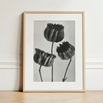Abutilon (lime Mallow) Pod - Karl Blossfeldt Art Print / Canvas Minimalist Black-and-white Framed Artwork Three Detailed Textured Poppy,