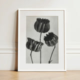 Abutilon (lime Mallow) Pod - Karl Blossfeldt Art Print / Canvas Minimalist White-framed Black-and-white Botanical Three Detailed Textured,