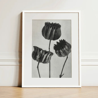 Abutilon (lime Mallow) Pod - Karl Blossfeldt Art Print / Canvas Minimalist White-framed Black-and-white Botanical Three Detailed Textured,