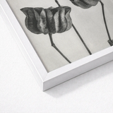 Abutilon (lime Mallow) Pod - Karl Blossfeldt Art Print / Canvas White Framed Black Botanical Dried Seed Pods, Monochromatic Masterpiece
