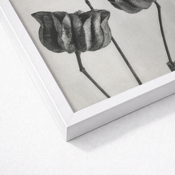 Abutilon (lime Mallow) Pod - Karl Blossfeldt Art Print / Canvas White Framed Black Botanical Dried Seed Pods, Monochromatic Masterpiece