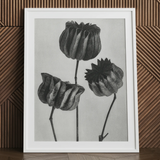 Abutilon (lime Mallow) Pod - Karl Blossfeldt Art Print / Canvas White-framed Black-and-white Botanical Print Three Detailed Textured Seed