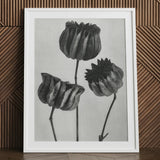 Abutilon (lime Mallow) Pod - Karl Blossfeldt Art Print / Canvas White-framed Black-and-white Botanical Three Detailed Textured Seed, Pods,