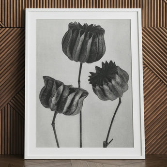 Abutilon (lime Mallow) Pod - Karl Blossfeldt Art Print / Canvas White-framed Black-and-white Botanical Three Detailed Textured Seed, Pods,
