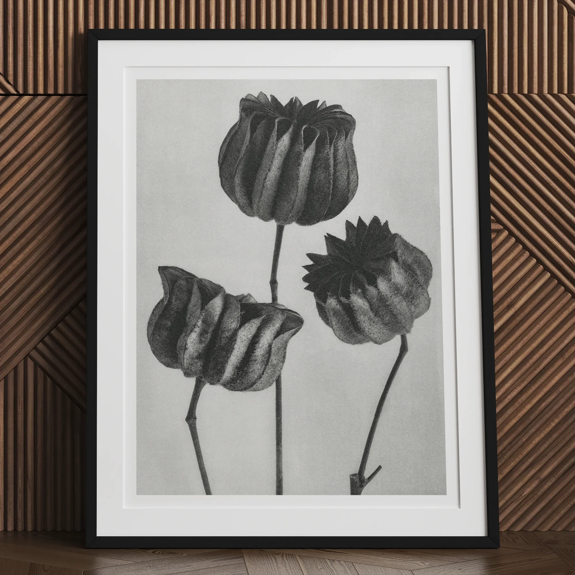 Abutilon (lime Mallow) Pod Karl Blossfeldt Art Print, Framed Black White Photograph Three Tulip Flowers