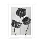 Abutilon (lime Mallow) Pod - Karl Blossfeldt Art Print, Three Black Tulips Stems Rendered Monochromatic Style