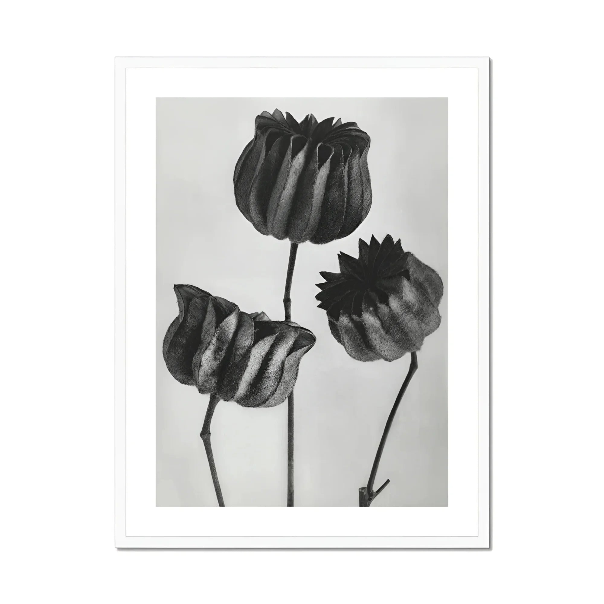 Abutilon (lime Mallow) Pod - Karl Blossfeldt Art Print, Three Black Tulips Stems Rendered Monochromatic Style