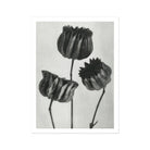 Abutilon (lime Mallow) Pod - Karl Blossfeldt Art Print, Three Dried Poppy Seed Pods Stems Black White