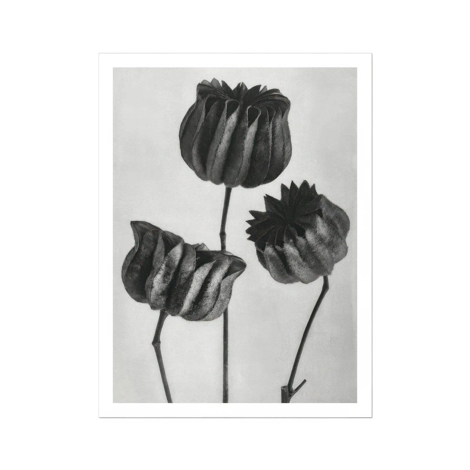 Abutilon (lime Mallow) Pod - Karl Blossfeldt Art Print, Three Dried Poppy Seed Pods Stems Black White